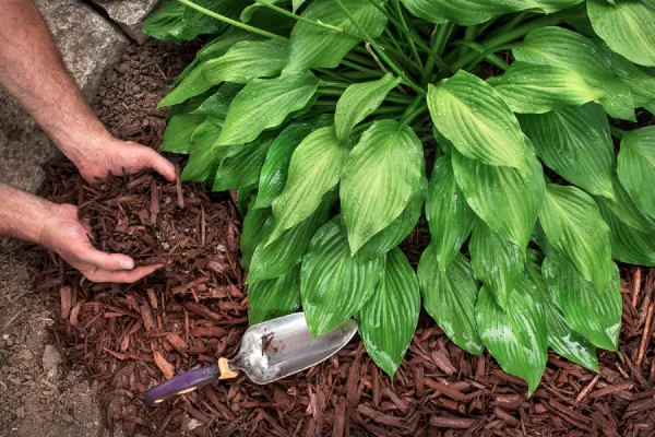 Mulching in Fairfield, CA