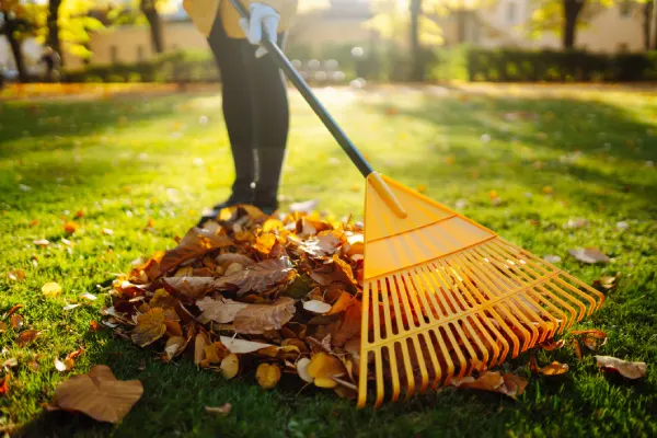 Yard Cleanup in Fairfield, CA